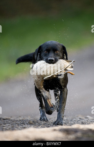 Labrador noir de la récupération sur un tournage jour canard Banque D'Images