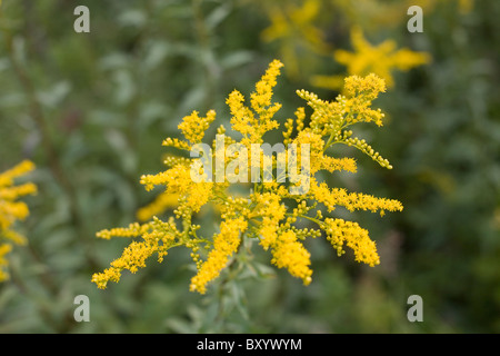 La tige d'or (Solidago virgaurea minuta) Banque D'Images