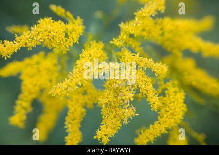 La tige d'or (Solidago virgaurea minuta) Banque D'Images