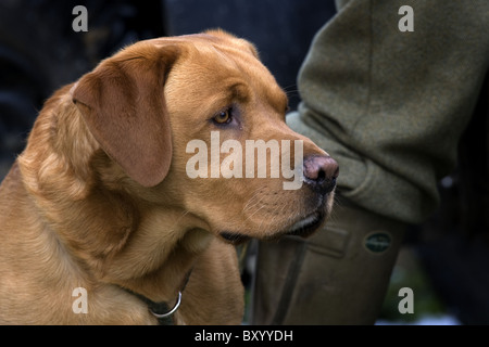 Red Fox Labrador Retriever avec propriétaire sur un tournage jour Banque D'Images