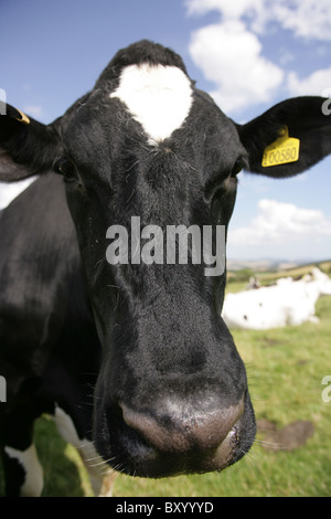 Gros plan d'une vache de bovins de race Frisonne. Banque D'Images