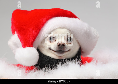 Chihuahua blanc drôle wearing santa hat and smiling Banque D'Images