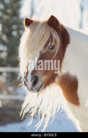 Beau cheval miniature rétroéclairé Banque D'Images