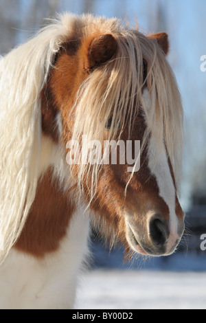 Beau portrait de profil mini avec les cheveux longs Banque D'Images