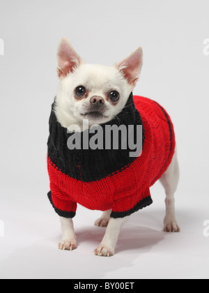 Adorable petit chihuahua dog wearing sweater debout sur fond blanc Banque D'Images