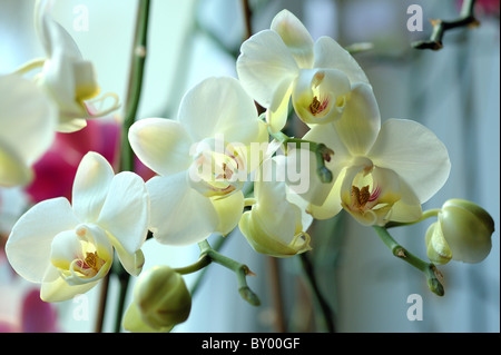 Fleurs orchidées phalaenopsis close up Banque D'Images