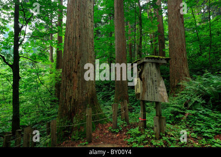 Forêt de Cèdres japonais, le Japon, l'Akita, Noshiro Banque D'Images