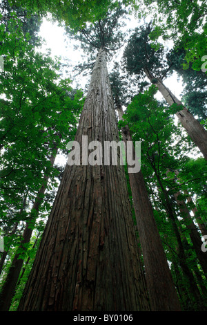 Forêt de Cèdres japonais, le Japon, l'Akita, Noshiro Banque D'Images