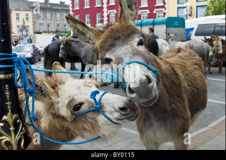 Foire aux chevaux dans la région de Market Square à Kilrush, comté de Clare, Irlande. Pour les agriculteurs traditionnels et des voyageurs de commerce de chevaux et ânes Banque D'Images