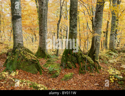 Les feuilles d'automne de hêtre Forêt vierge, Fujisato, Akita, Japon Banque D'Images