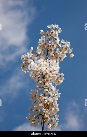 S'épanouir dans les jardins de la Reine Marie dans Regents Park Banque D'Images