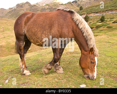 Un cheval mange de l'herbe dans les montagnes des Pyrénées Banque D'Images