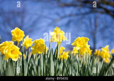 Jonquilles jaune contre le ciel bleu Banque D'Images