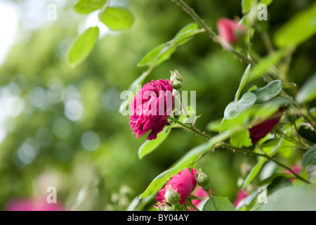 Des roses rose foncé en pleine floraison Banque D'Images