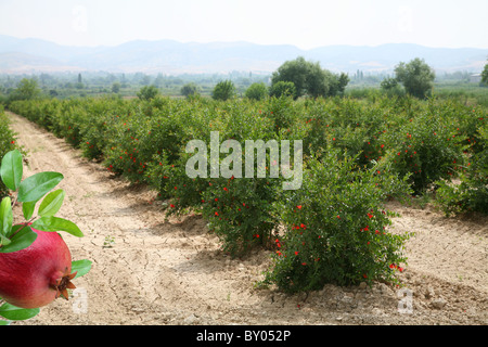 Plantation de grenadiers en Turquie. Banque D'Images