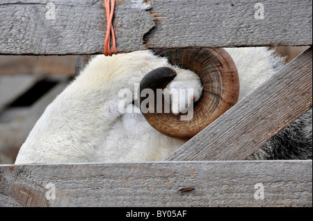 La tête et des yeux de ram Herdwick à travers une barrière en bois à un salon de l'agriculture. Banque D'Images