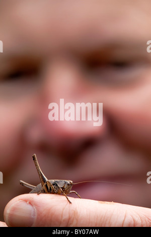 Bush Cricket foncé ; Pholidoptera griseoaptera ; sur un doigt Banque D'Images