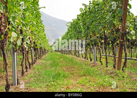 Vineyard merlot vin dans la campagne italienne Banque D'Images