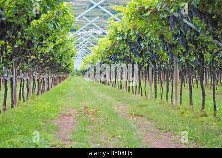 Vineyard merlot vin dans la campagne italienne Banque D'Images