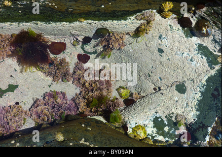 Piscine dans les rochers, les lichens blanc, algues, les patelles et les anémones de mer, Kilkee, comté de Clare, sur la côte ouest de l'Irlande Banque D'Images