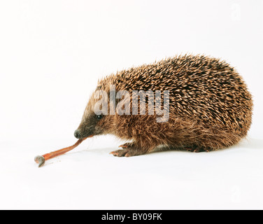 Hérisson d'Europe Erinaceus europaeus)( ver de terre de l'alimentation Banque D'Images