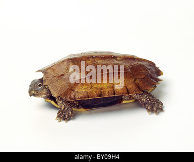 Tortue de colline à épelées noires (Geoemyda spengleri). Image studio sur fond blanc Banque D'Images