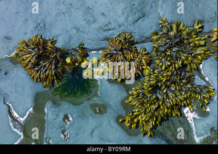 Bladderrack d'algues de la vessie et les patelles sur les rochers à Kilkee, comté de Clare, sur la côte ouest de l'Irlande Banque D'Images