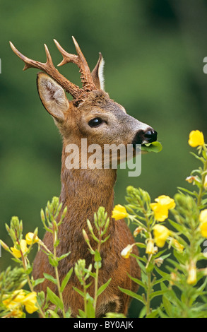 Cerf de Virginie (Capranolus capranolus). Buck mangeant commun soirée Primerose fleurs Banque D'Images