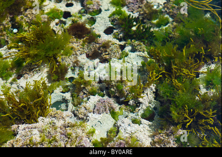 Lichen blanc et algues dans rockpool, Kilkee, comté de Clare, sur la côte ouest de l'Irlande Banque D'Images