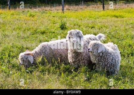 Trois chèvres angora paître dans le champ. Banque D'Images