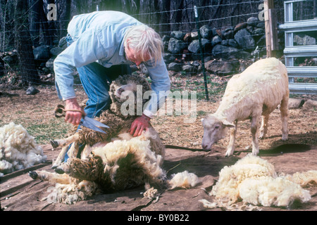 À l'aide de cisailles à main tondeur de cisaillement à partir d'une toison de mouton mérinos. Banque D'Images