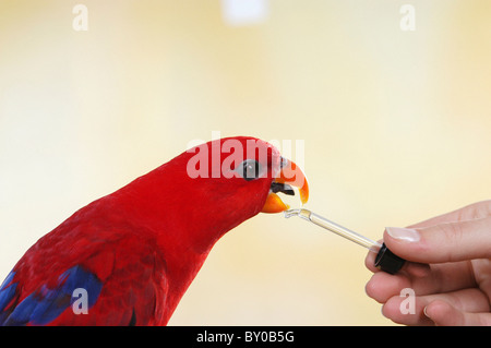 Lory rouge (Eos bornea) se medicine Banque D'Images