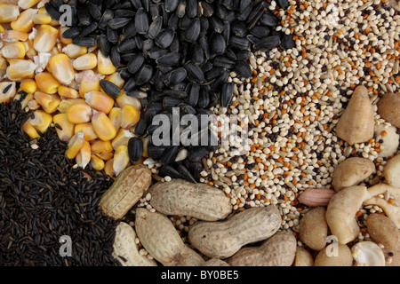 Des graines pour nourrir les oiseaux l'arachide maïs tournesol millet chardon Banque D'Images