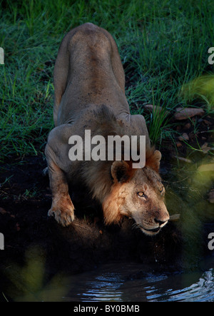 L'HOMME lion (Panthera leo) LE PREMIER D'AFRIQUE PREDATOR . MUKUMI AFRIQUE TANZANIE PARC NATIONAL. Banque D'Images