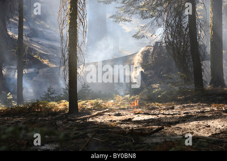 Feu de forêt, Sequoia National Park en Californie, USA Banque D'Images