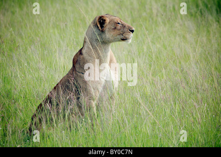 Dans grass lion lion Panthera leo (femelle). Parc National de Mikumi.TANZANIE Banque D'Images