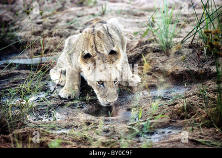 Jeune lion (Panthera leo) LA PLUS GRANDE PISCINE DE BOISSONS PRÉDATEUR . MALA MALA GAME RESERVE.KRUGER NATIONAL PARK.L'Afrique du Sud. Banque D'Images