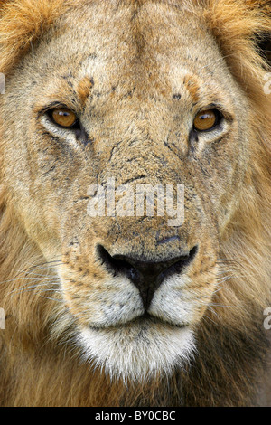 Grand MALE lion (Panthera leo). Parc National de Mikumi.TANZANIE Banque D'Images