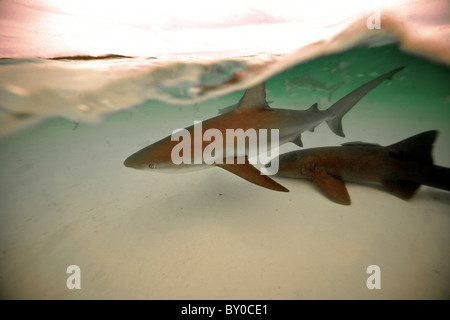 Requin de récif et le requin nourrice sous courbe . Bahamas. L'OCÉAN ATLANTIQUE Banque D'Images