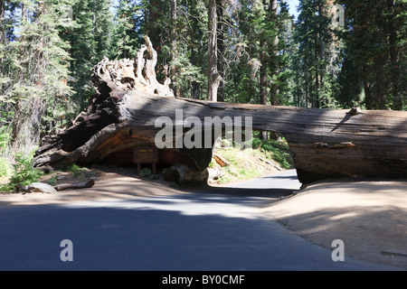 Rock Tunnel, Sequoia National Park en Californie, USA Banque D'Images