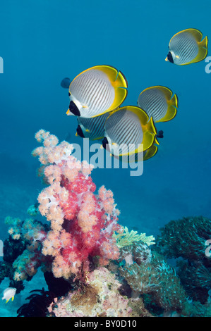 Papillons (Chaetodon adiergastos Panda) natation cours des coraux mous. La mer d'Andaman, en Thaïlande. Banque D'Images