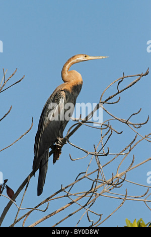 Anhinga rufa (dard africain) reposant sur un arbre Banque D'Images