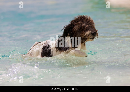 Chien d'eau espagnol, Perro de Agua Espanol (Canis lupus familiaris). Natation adultes Banque D'Images