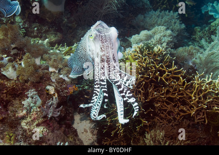 Broadclub Seiches (Sepia latimanus) mâle montrant des couleurs, disputes sur des femmes. Komodo, Indonésie. Banque D'Images