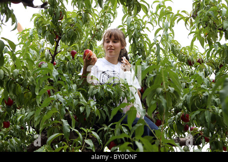 Une jeune fille se dresse au sommet d'un peach tree eating fruit à Chiles Peach Orchard à Crozet, Virginie. Banque D'Images