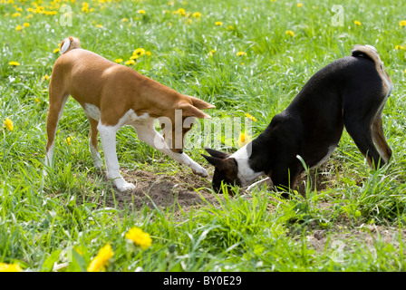 Deux chiens Basenji creusant un trou Banque D'Images