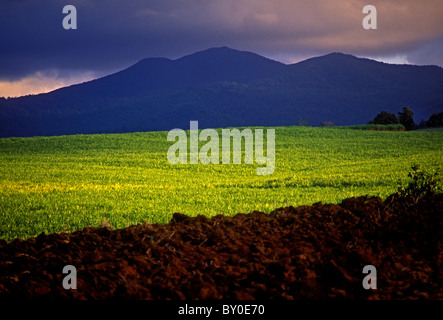 La canne à sucre, la plantation de canne à sucre, de la ville de Sainte-Rose, Sainte-Rose, Basse-Terre, Guadeloupe, l'île de Basse-Terre, French West Indies, France Banque D'Images