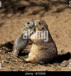 Chien de prairie à queue noire (Cynomys ludovicianus). De jeunes sniffs à sa mère en été Banque D'Images