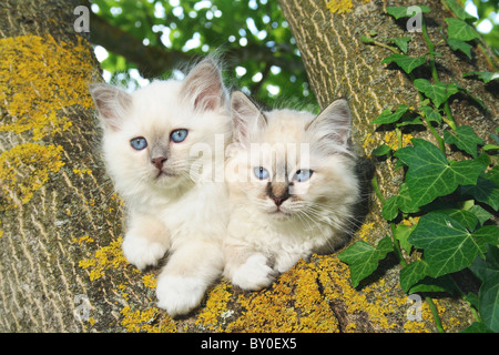 Chat Sacré de Birmanie - deux chatons on tree Banque D'Images