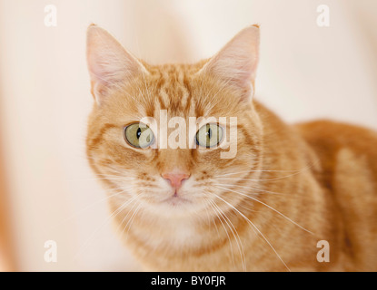 Chat domestique. Portrait d'un adulte roux tabby Banque D'Images